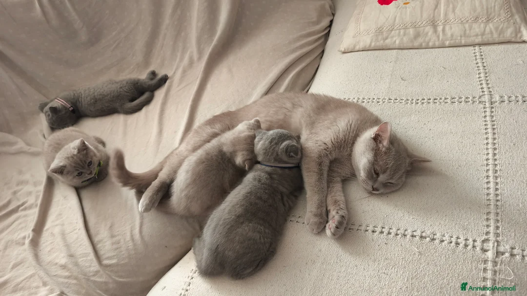 Scottish gatti in vendita: Scottish Fold a Provincia di Mantova - Annuncio 2