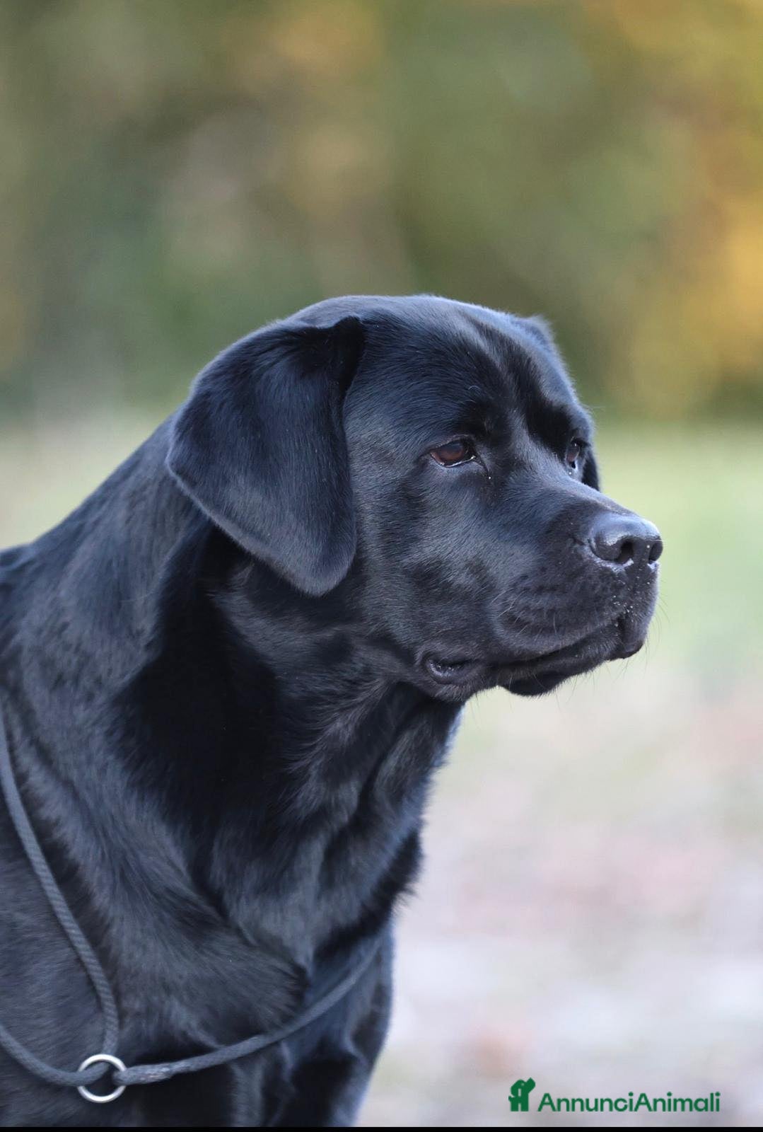 Labrador cani Cuciola labrador - Annuncio 2