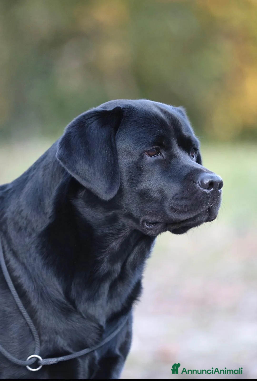 Labrador cani in vendita: Cuciola labrador - Annuncio 2