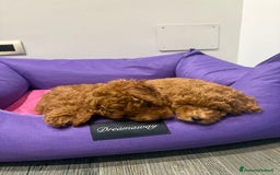 Barboncino cani in vendita: Barboncini nanetti 🐩🐩🐩 - Immagine 12