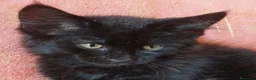 Maine Coon gatti in vendita: Maine coon cucciole Tortie,Red, White - Annuncio 6