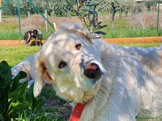 Pastore Maremmano cani Rosetta,il cane con la C maiuscola a Pomezia - Annuncio 4