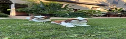 Shih Tzu cani in vendita: CUCCIOLI DI RAZZA SHIH TZU - Annuncio 5