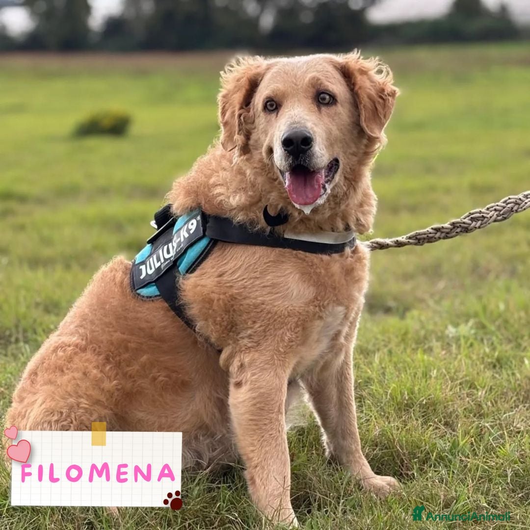 Golden Retriever cani Filomena incrocio labrador golden retriever - Annuncio 2