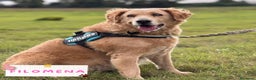 Golden Retriever cani in regalo: Filomena incrocio labrador golden retriever - Annuncio 1