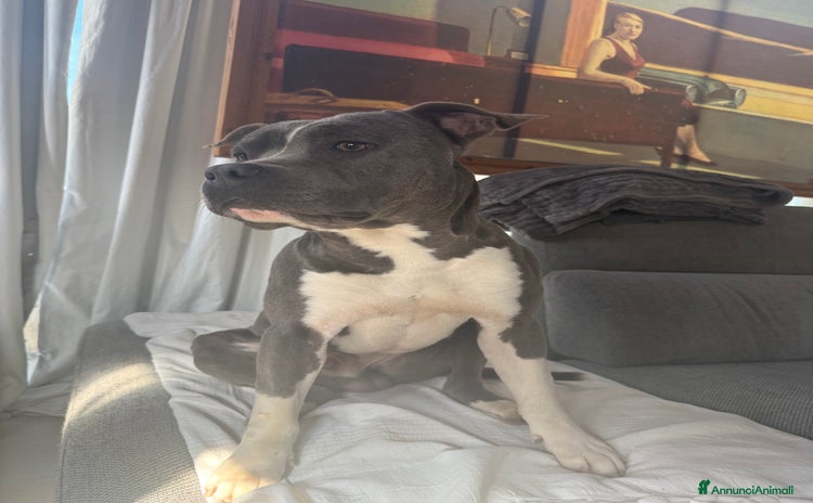 American Staffordshire cani AMSTAFF BLU MASCHIO PER MONTA  - Annuncio 2