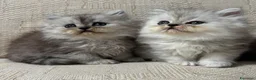 Persiano gatti in vendita: Gattini cuccioli persiano  - Annuncio 7