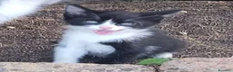 Meticcio gatti in regalo: Meravigliosi gattini  a Città metropolitana di Roma Capitale - Annuncio 13