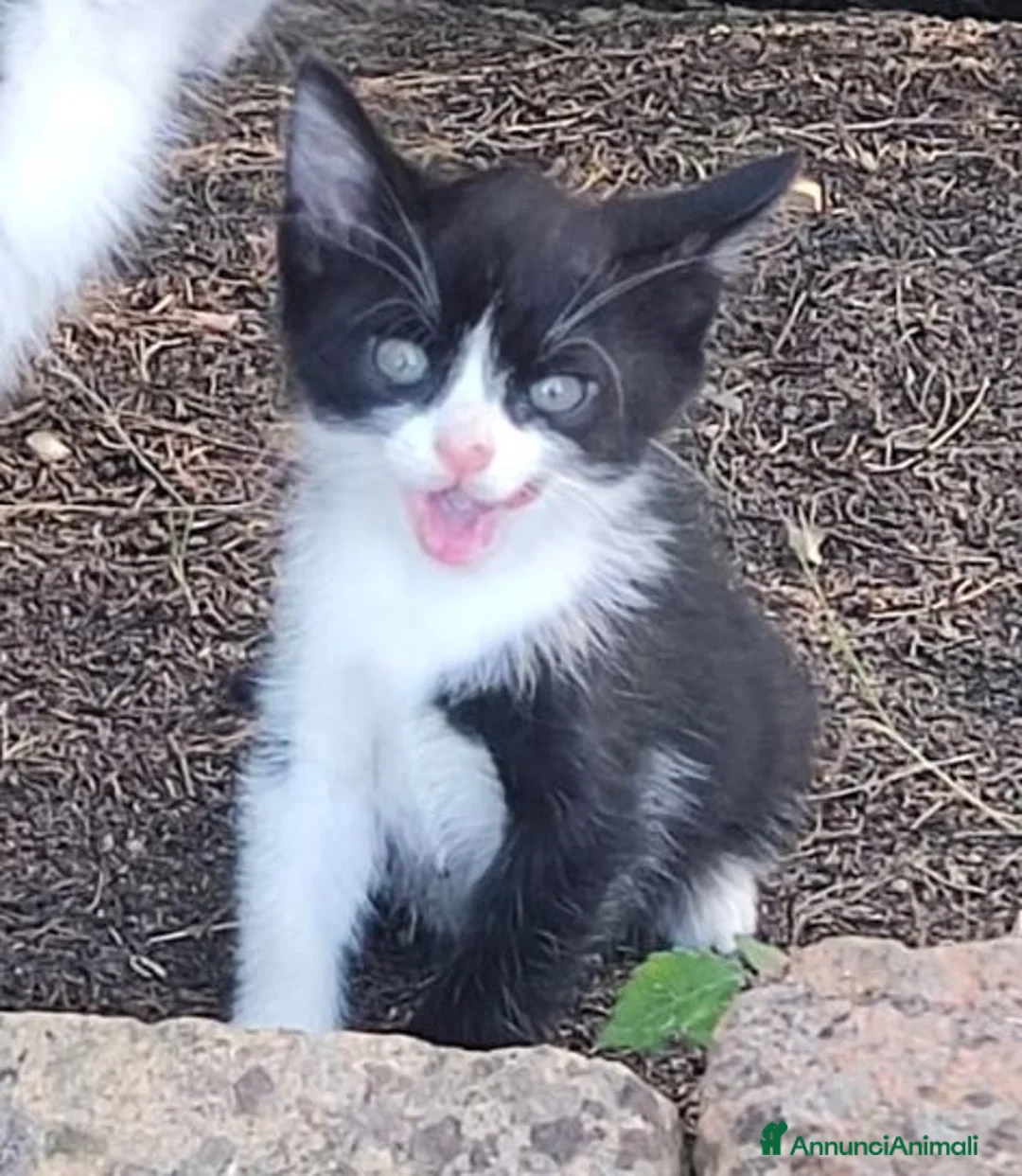 Meticcio gatti in regalo: Meravigliosi gattini  a Città metropolitana di Roma Capitale - Annuncio 13