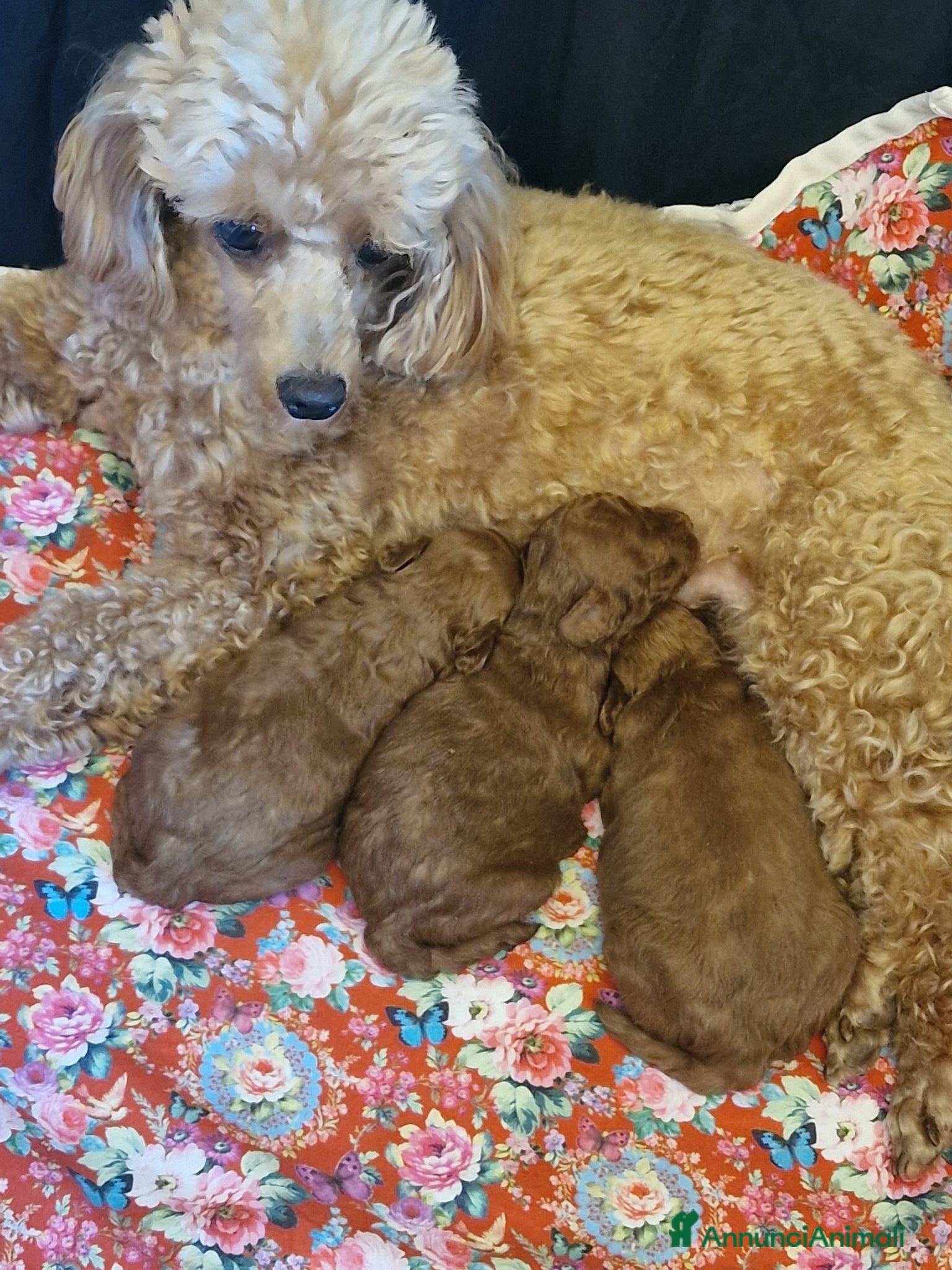 Barboncino Toy cani Barbncino toy - Annuncio 2