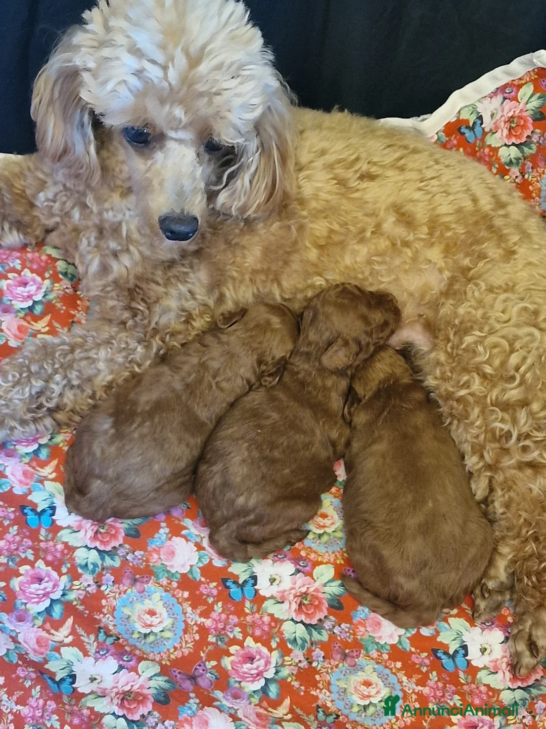 Barboncino Toy cani in vendita: Barbncino toy - Annuncio 2