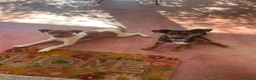 Meticcio cani in regalo: 2fratelli 1anno kg5 SOS CASA GIARDINO,SARDEGNA URG - Annuncio 4