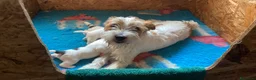 Jack Russell cani in vendita: Jack Russell terrier pelo ruvido  - Annuncio 3