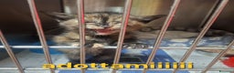 Altre razze gatti in regalo: LILLY dolce gattina trovata per strada cerca casa! - Annuncio 2