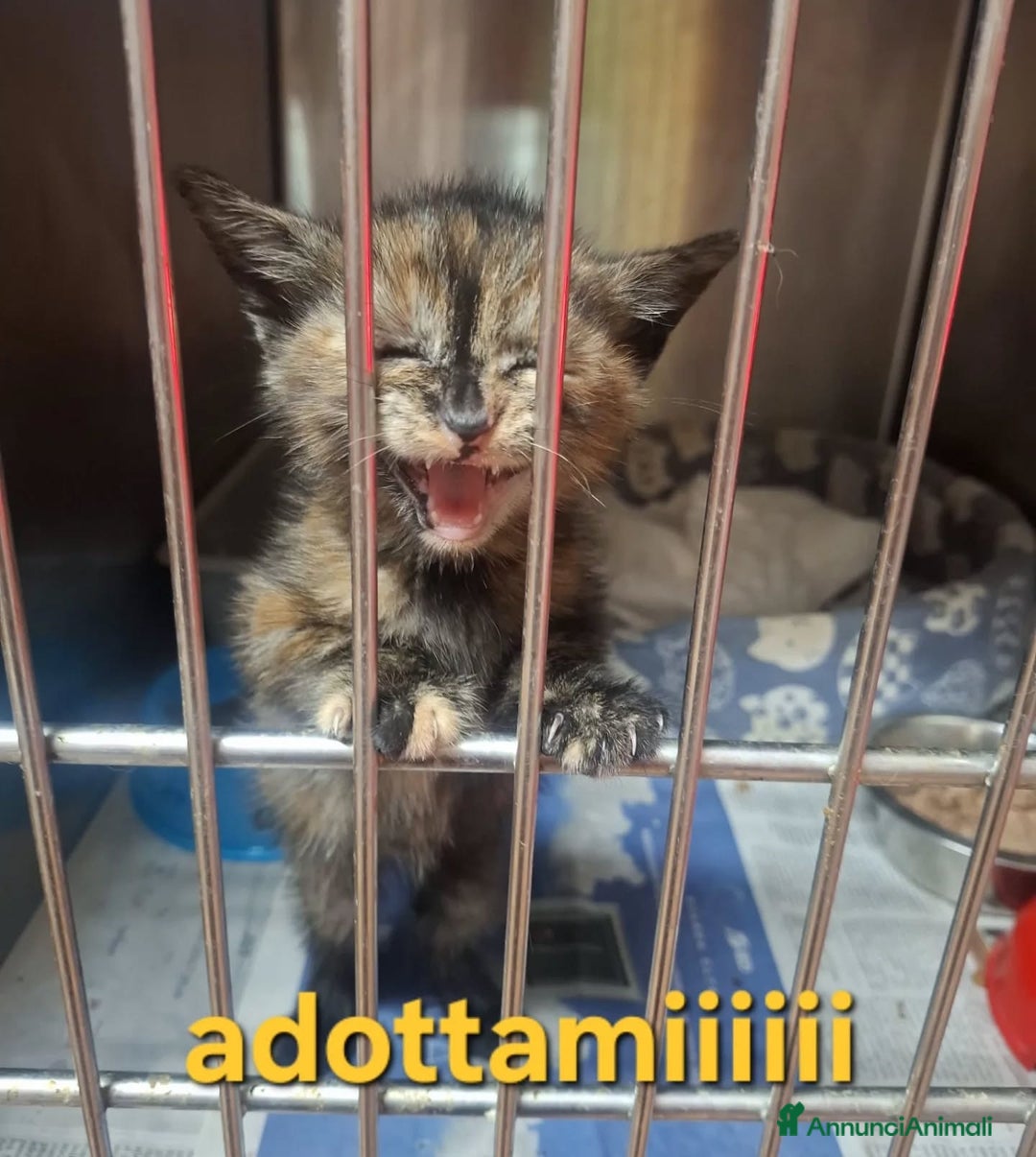 Altre razze gatti in regalo: LILLY dolce gattina trovata per strada cerca casa! - Annuncio 2