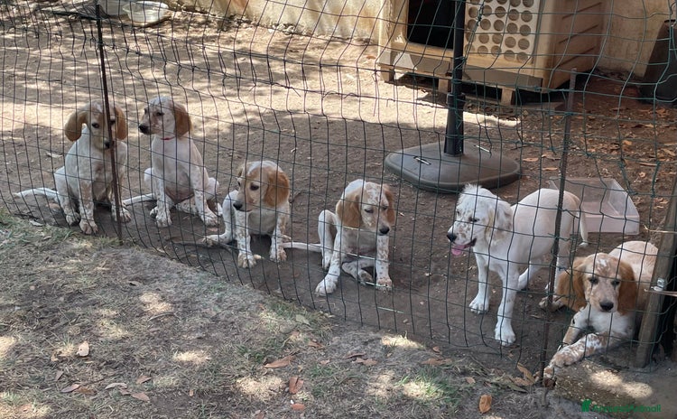 Setter Inglese cani - Annuncio 2