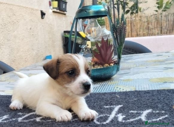 Jack Russell cani Cucciolo di jack Russell pedigree Roi  - Annuncio 8