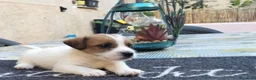 Jack Russell cani in vendita: Cucciolo di jack Russell pedigree Roi  - Annuncio 1