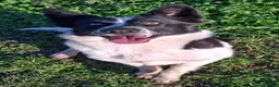 Meticcio cani in regalo: Cucciola  - Annuncio 2