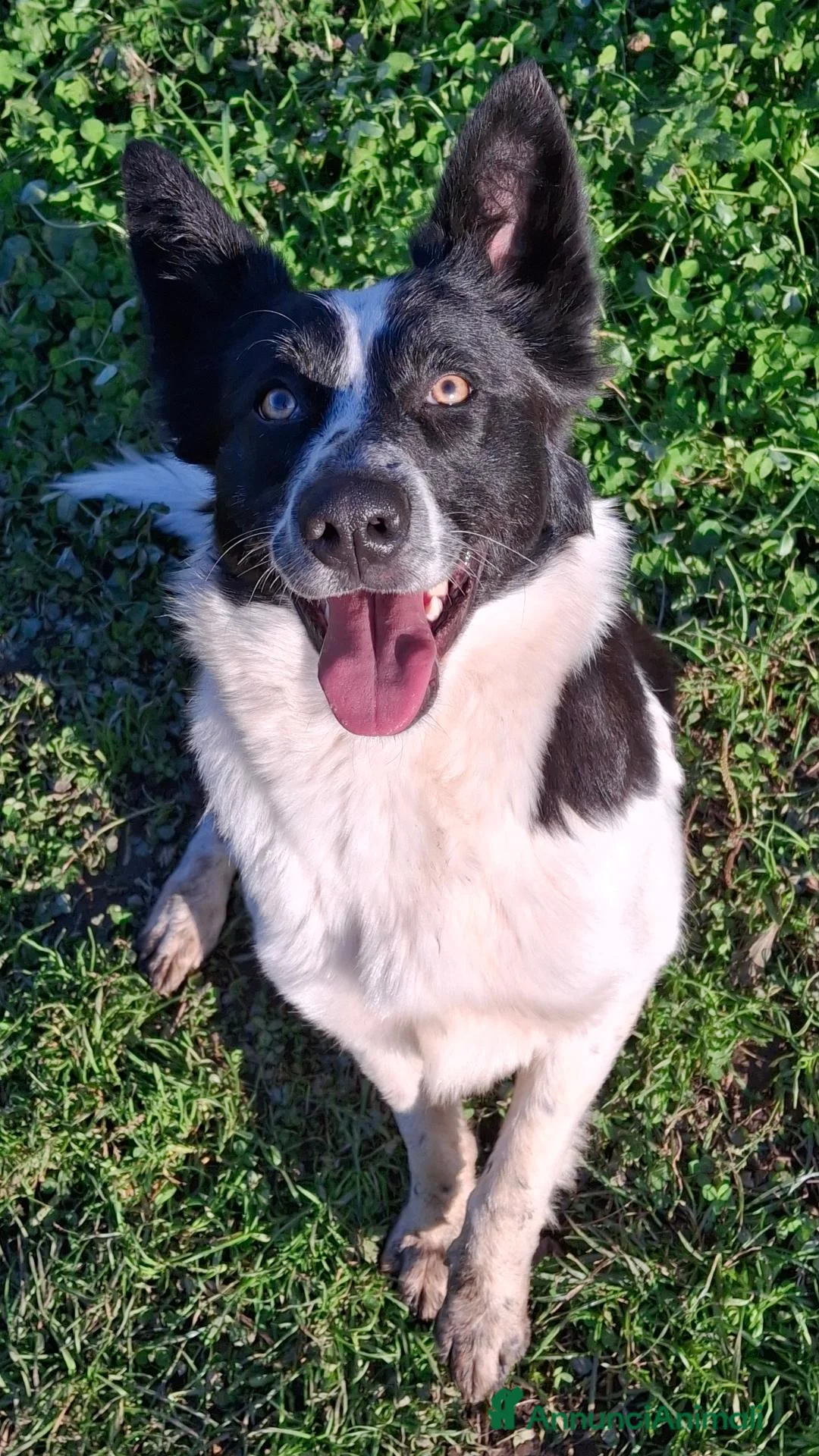 Meticcio cani in regalo: Cucciola  - Annuncio 2