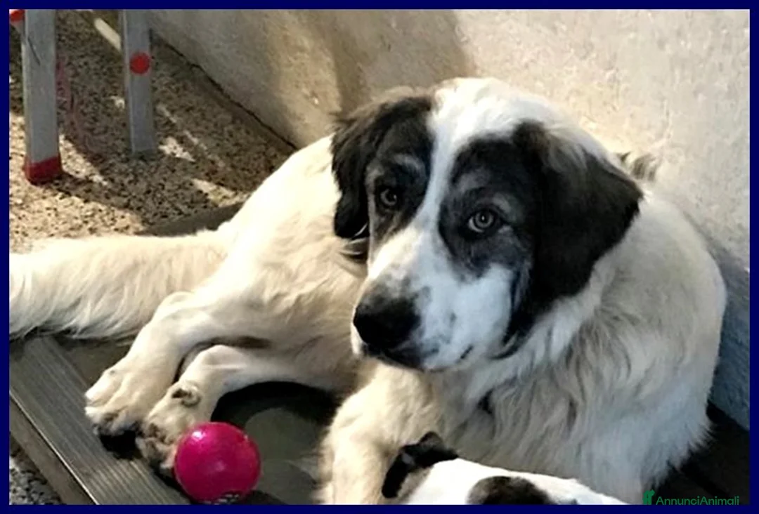 Meticcio cani in regalo: GGG  il gigante gentile! - Annuncio 2