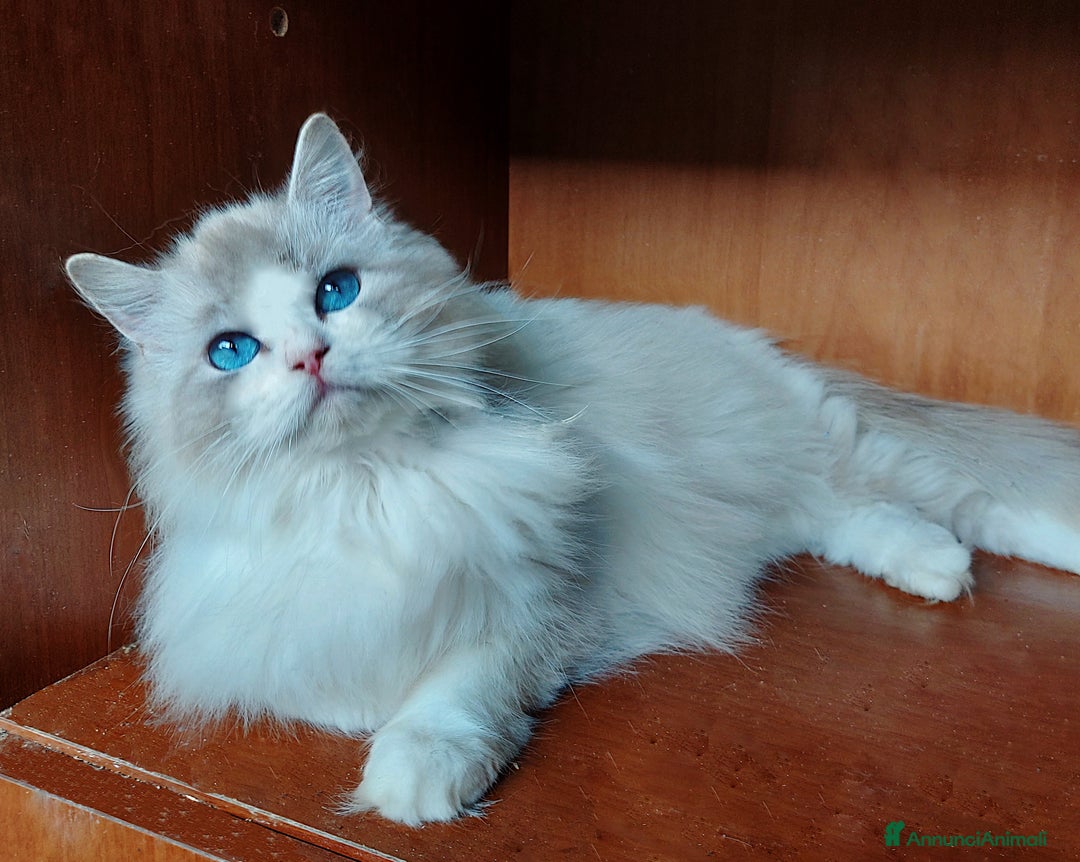 Ragdoll gatti in vendita: Fratellini RAGDOLL con pedigree a Città Metropolitana di Bologna - Immagine 3