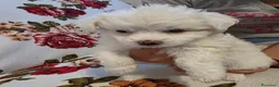 Maltese cani in vendita: Cucciolo Maltese - Annuncio 2