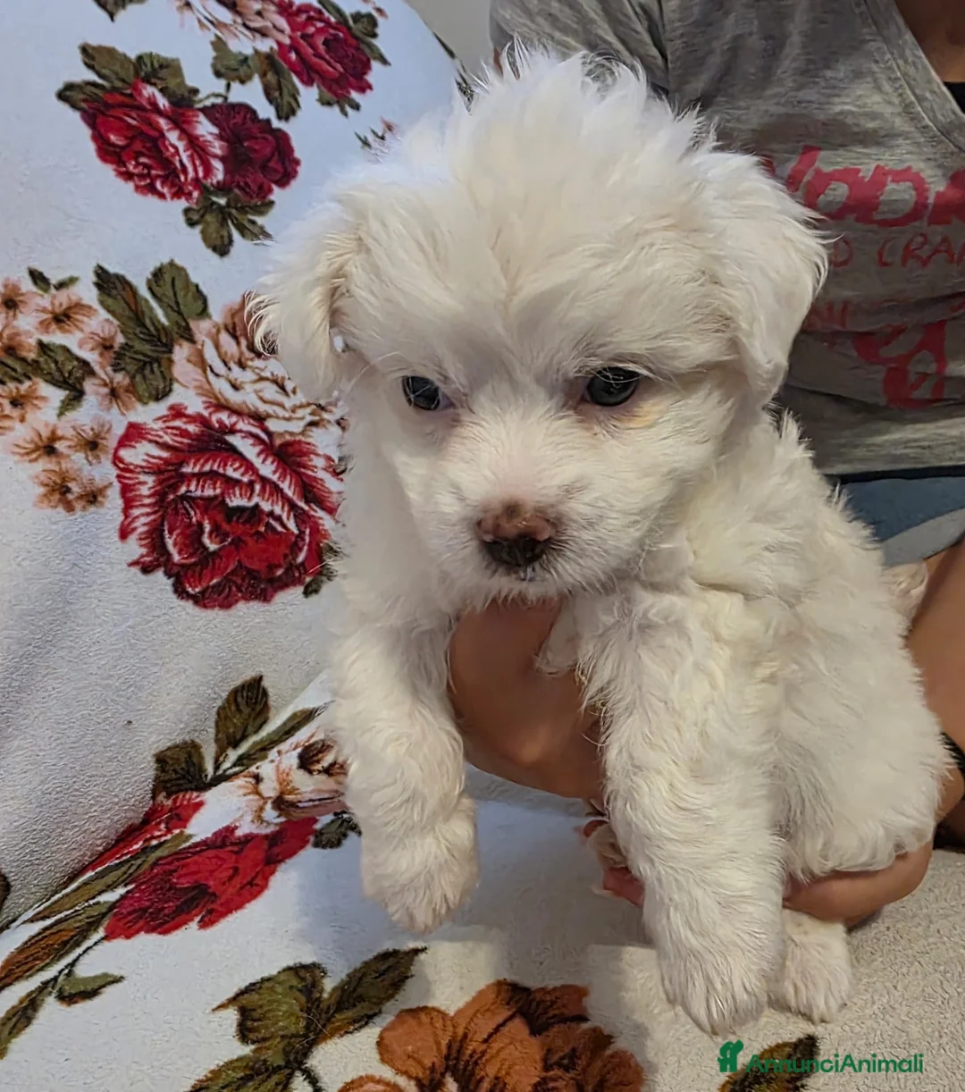 Maltese cani in vendita: Cucciolo Maltese - Annuncio 2