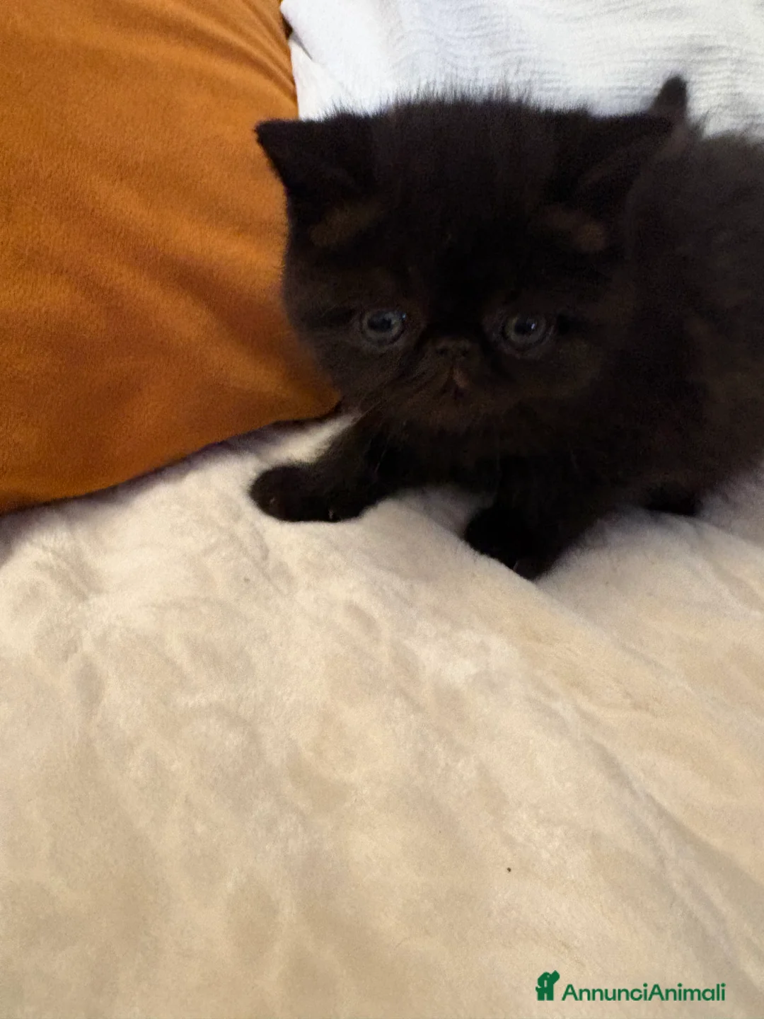 Persiano gatti in vendita: Cuccioli exotic shorthair purissimi - Annuncio 3
