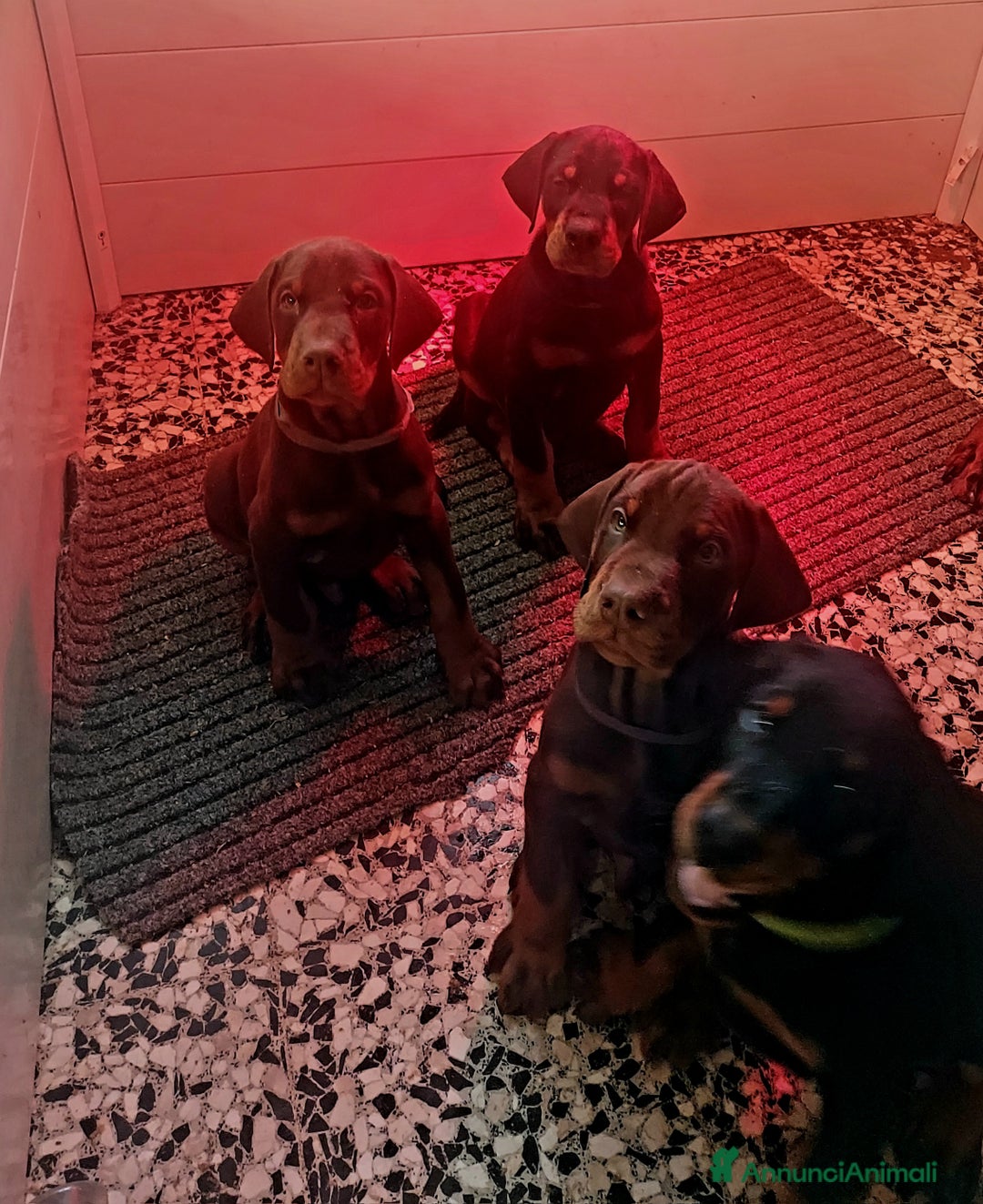 Dobermann cani in vendita: Cuccioli Dobermann  - Annuncio 2
