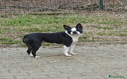 Boston Terrier cani in vendita: Cuccioloni boston terrier  a Province of Pavia - Immagine 1