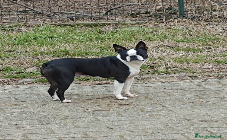 Boston Terrier cani a Province of Pavia - Annuncio 1