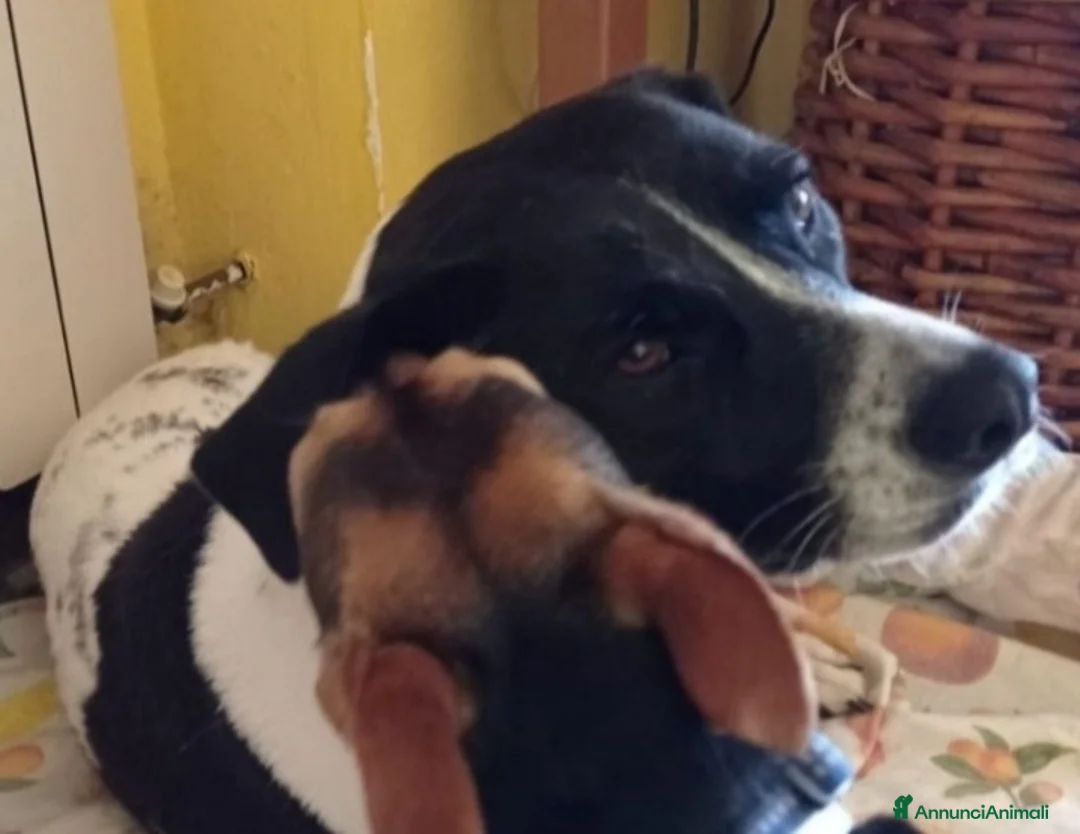 Meticcio cani in regalo: Polka molossina adulta aspetta da tanto.MILANO  a Città metropolitana di Milano - Annuncio 6