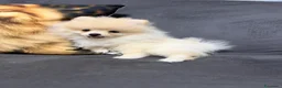 Volpino Pomerania cani in vendita: Pomerania - Annuncio 5