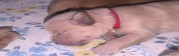 Golden Retriever cani in vendita: Cuccioli di Golden retriever con pedigree ENCI  - Annuncio 24