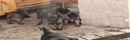 Pastore Belga cani in vendita: Splendidi cuccioli Pastore Belga Malinois - Annuncio 18