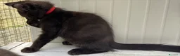 Maine Coon gatti in vendita: Maschietto nero di maine coon (Black Velvet) - Annuncio 19