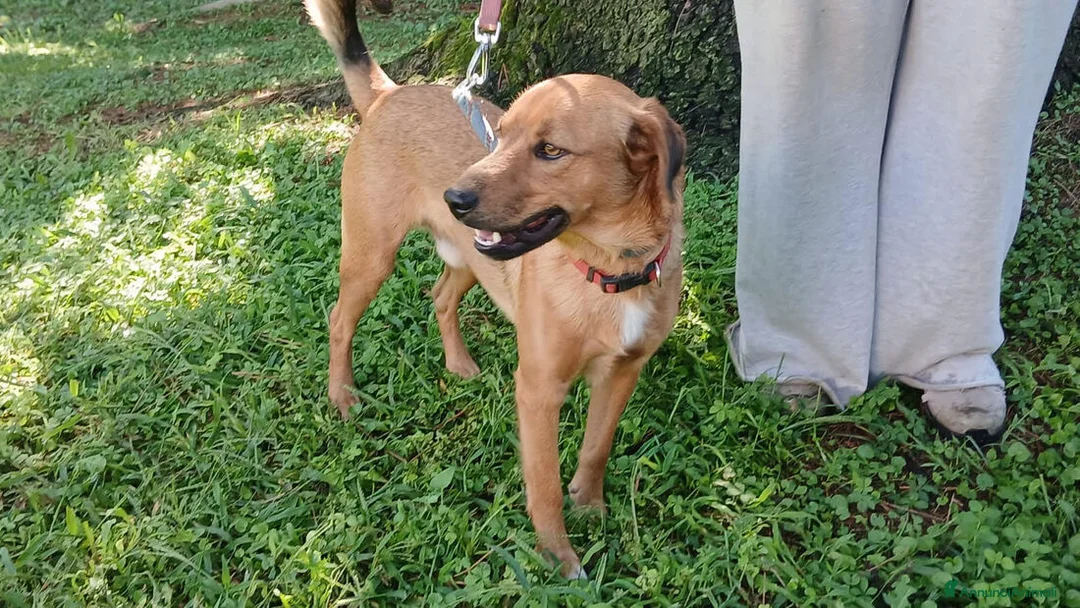 Meticcio cani in regalo: ERNESTO ASPETTA LA SUA MAMMA E IL SUO PAPA' - Annuncio 4