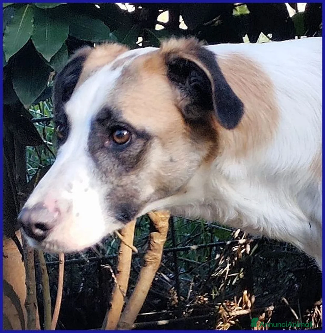 Meticcio cani in regalo: NORMA giovane timidina - Annuncio 6