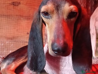 Segugio cani Remy. - Annuncio 2