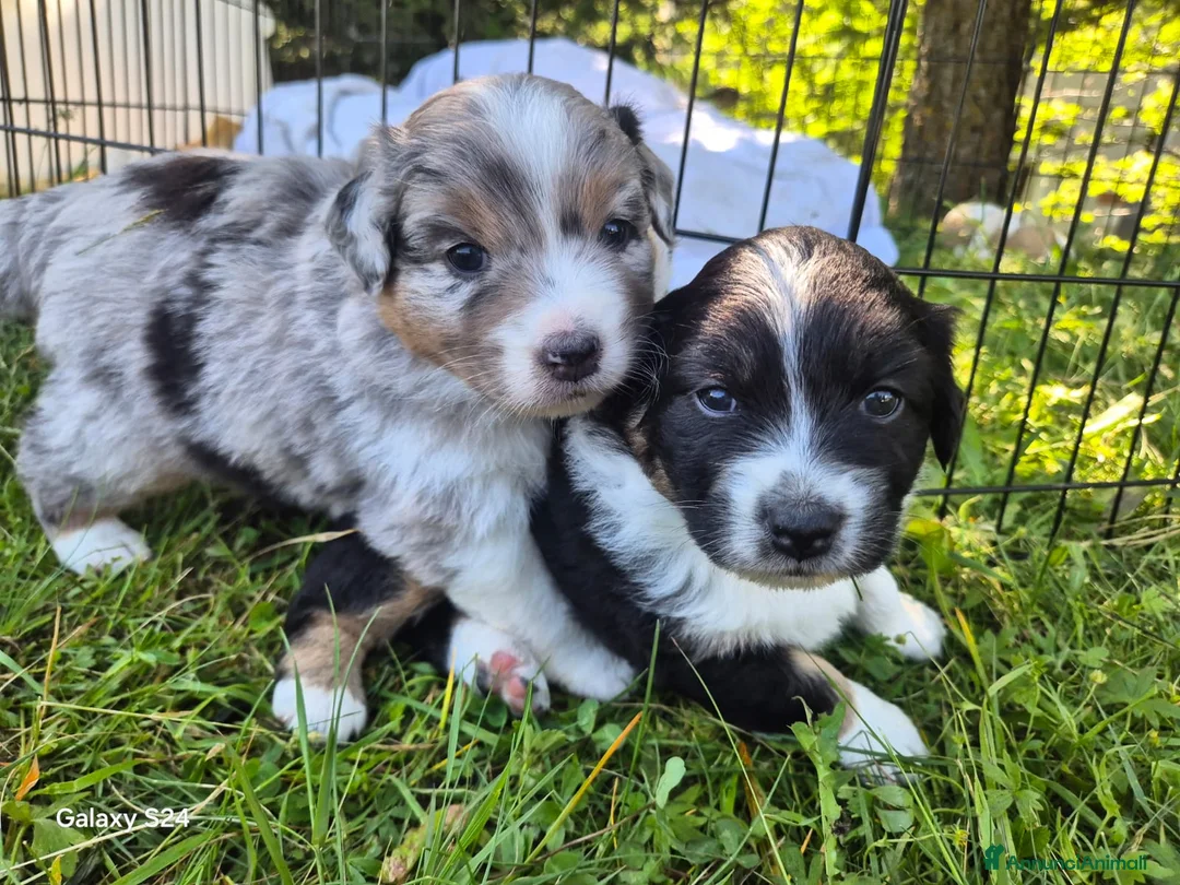 Australian Shepherd cani in vendita: Stupendi cuccioli cercano una famiglia  - Annuncio 2