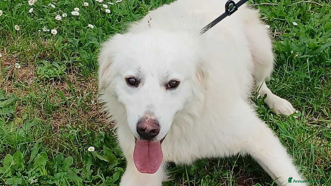 Meticcio cani DANTE HA BISOGNO DI UNA CASA E TANTO AMORE - Annuncio 41