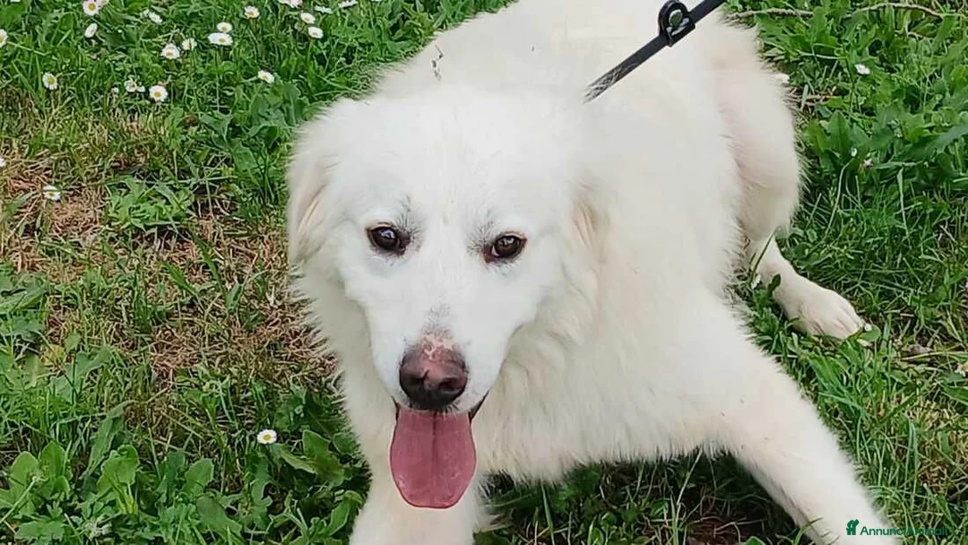 Meticcio cani in regalo: DANTE HA BISOGNO DI UNA CASA E TANTO AMORE - Annuncio 1