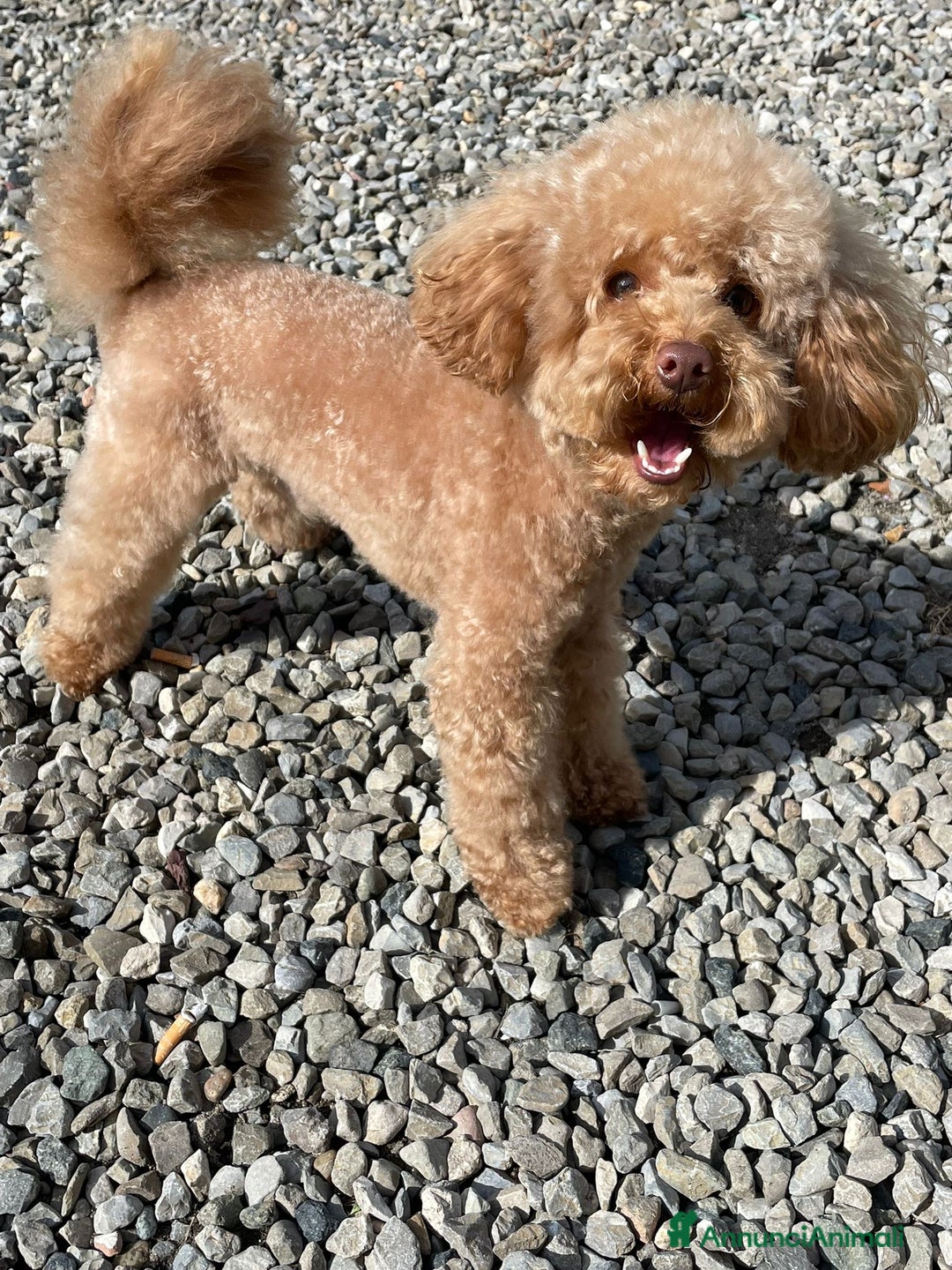 Barboncino Toy cani per accoppiamento: Barboncino Toy - Immagine 3