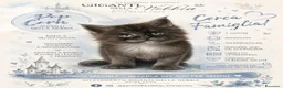 Maine Coon gatti in vendita: Maine Coon cucciolo pedigree ANFI - Annuncio 29
