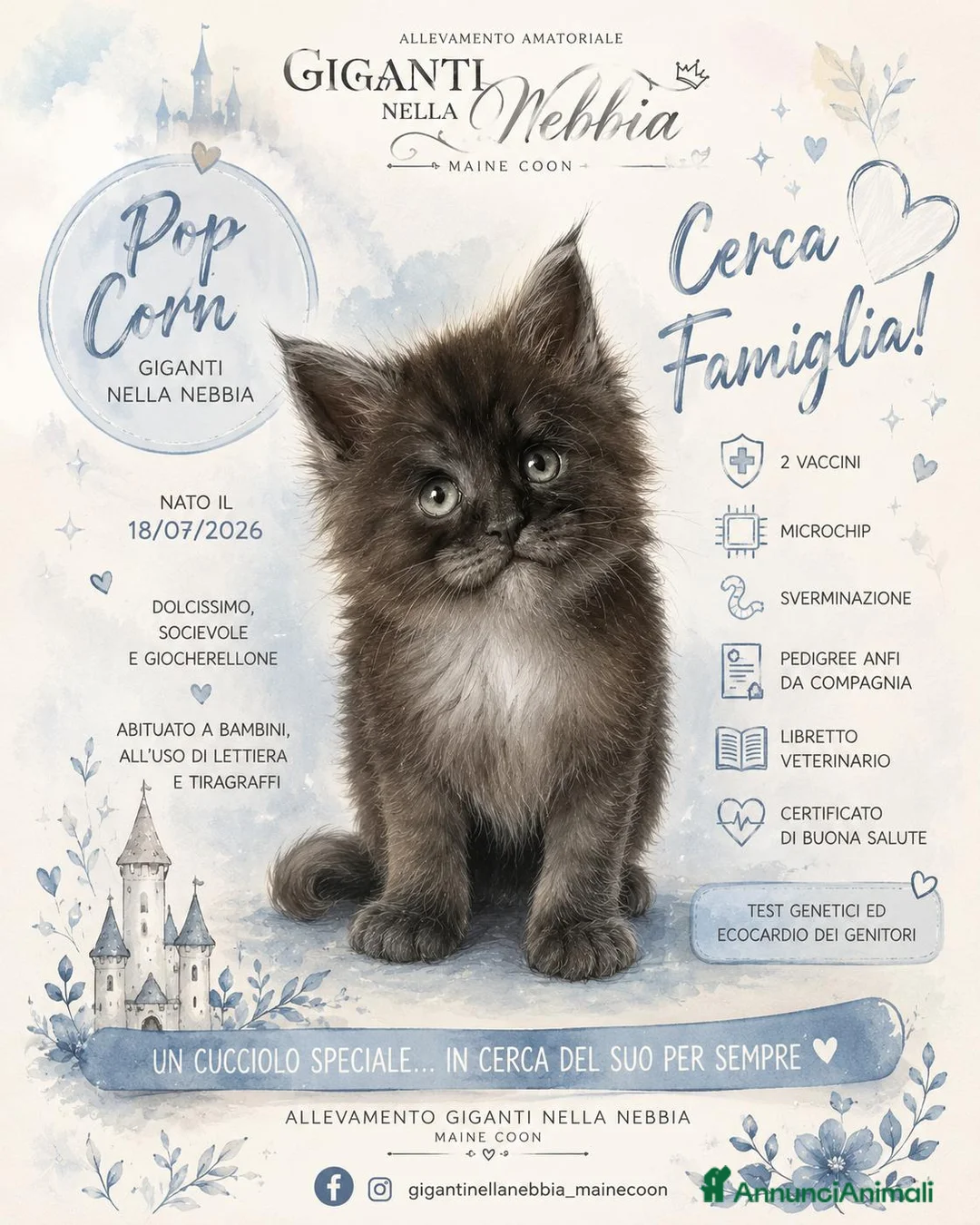 Maine Coon gatti in vendita: Maine Coon cucciolo pedigree ANFI - Annuncio 29