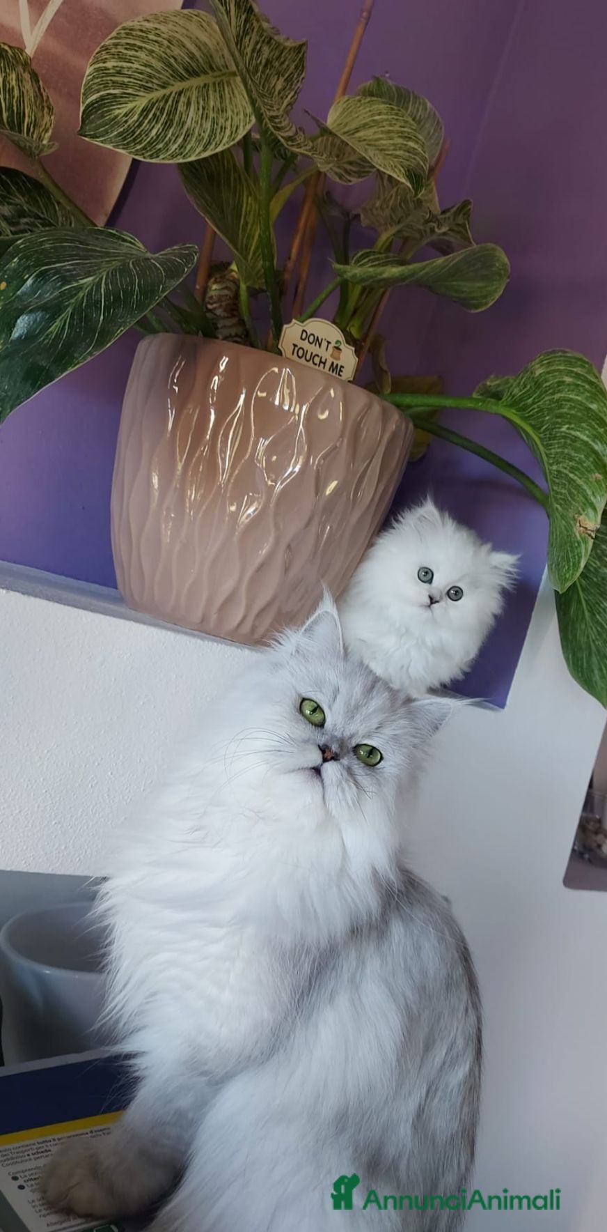 Persiano gatti Gatti persiani - Annuncio 1