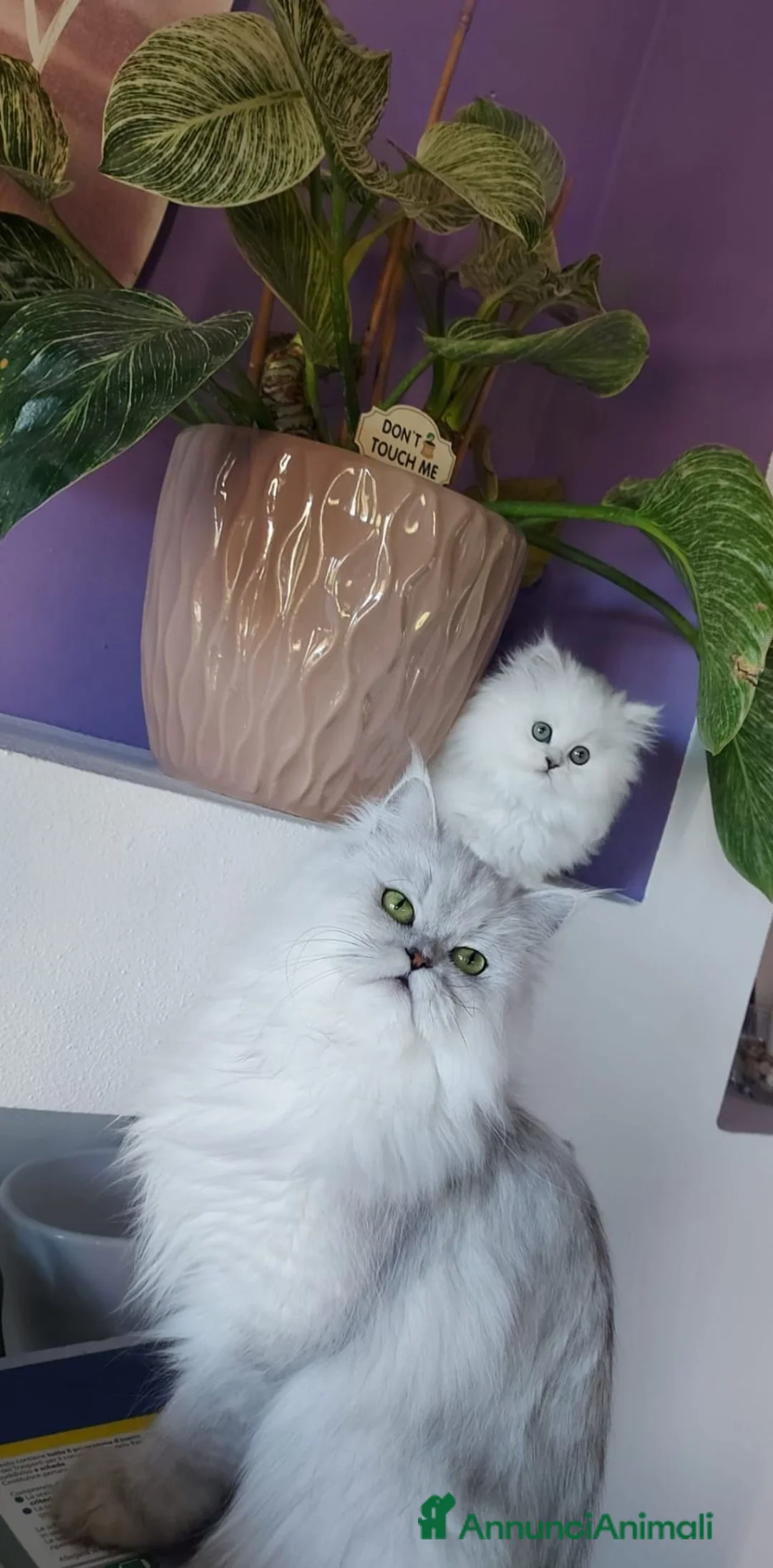 Persiano gatti in vendita: Gatti persiani a Provincia di Padova - Annuncio 1