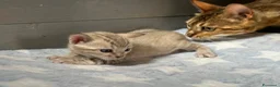 Bengala gatti in vendita: Cuccioli di Bengala - Annuncio 11
