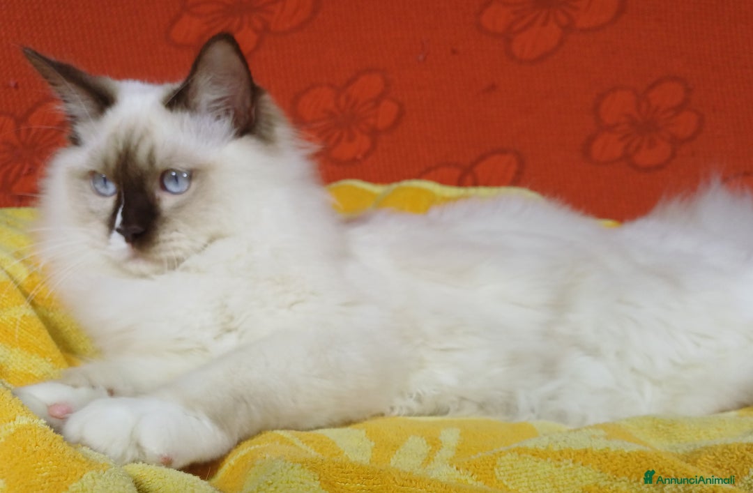 Ragdoll gatti in vendita: Wonder Blue Shakespeare - Annuncio 2